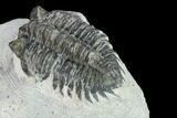 Bargain, Coltraneia Trilobite Fossil - Huge Faceted Eyes #134372-5